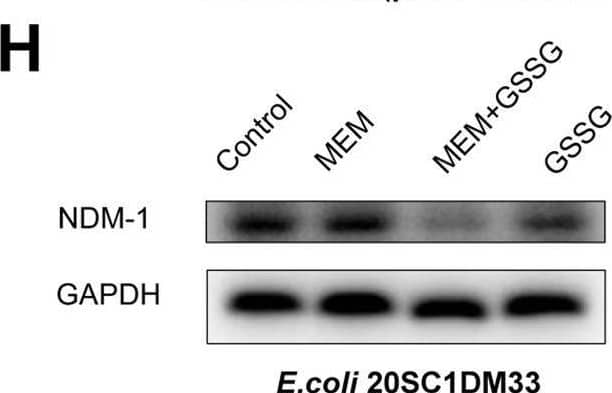 Mechanism of oxidized glutathione (GSSG) in combination with carbapenem antibiotics.(A, B) GSSG + meropenem induces reactive oxygen species (ROS) in blaNDM-1-carrying E. coli (n = 3 biological replicates). (C, D) Survival of blaNDM-1-carrying E. coli treated by the combination of GSSG + meropenem and ROS inhibition (n = 3 biological replicates). (E, F) Transcription analysis of blaNDM-1 in resistant strains treated with GSSG, meropenem, and combination therapy (n = 3 biological replicates). (G, H) Expression of NDM-1 decreased after the treatment of GSSG + meropenem. (I, J) Intracellular concentrations of meropenem in blaNDM-1-carrying E. coli (n = 3 biological replicates). Data Information: Data are presented as mean +/- SD. One-way ANOVA analysis, *p < 0.05, **p < 0.01. Source data are available online for this figure. Image collected and cropped by CiteAb from the following open publication (//pubmed.ncbi.nlm.nih.gov/38565805), licensed under a CC-BY license. Not internally tested by Novus Biologicals.