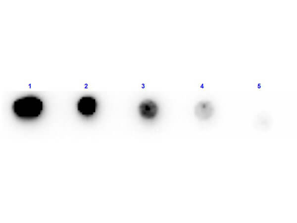 Dot Blot results of Rabbit Trypsin Inhibitor Antibody [Biotin]. Dots are Trypsin Inhibitor at (1) 100ng, (2) 33.3ng, (3) 11.1ng, (4) 3.70ng, (5) 1.23ng. blocking for 30 min at RT. Primary Antibody: Rabbit Anti-Trypsin Inhibitor Antibody Biotin at 1ug/mL for 1hr at RT. Secondary Antibody: Streptavidin-HRP 
