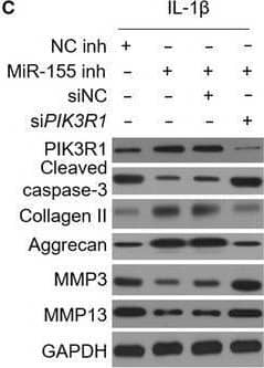 Western Blot Collagen II Antibody - BSA Free