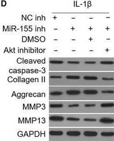 Western Blot Collagen II Antibody - BSA Free