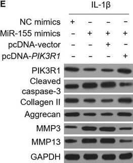 Western Blot Collagen II Antibody - BSA Free
