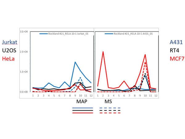 PAGE-MAP (microsphere affinity proteomics) of RelA/NFkB p65 Antibody (27F9.G4). (Catalog Number: , Lot Number: 26076). Antibody array western blot binding of gelfree size separated fractions of multiple lysates (solid lines) and shotgun mass spectroscopy identification (dashed lines) of the target band run in parallel correlate confirming the specificity of this antibody against NFKB p65. Data was provided by the Lund-Johansen lab of Oslo University Hospital. For more information on PAGE-MAP/IP-MS identification of antibody specificity and its large-scale implementation for antibody validation see Sikorski et. al., (2018) Nature Methods 15, 909-912.