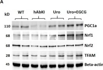 Immunoblotting analysis of mitochondrial biogenesis. (A) Representative immunoblots for mitochondrial biogenesis proteins in hAbKI mice and treated hAbKI mice with Urolithin A and EGCG. (B) Quantitative-densitometry analysis of mitochondrial biogenesis proteins PGC1 alpha , NRF1, NRF2 and TFAM. PGC1 alpha , NRF1, NRF2 and TFAM were significantly increased in the treated hAbKI mice Urolithin A and EGCG. Image collected and cropped by CiteAb from the following open publication (//pubmed.ncbi.nlm.nih.gov/36078067), licensed under a CC-BY license. Not internally tested by Novus Biologicals.