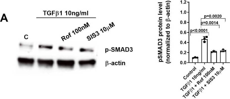 Mechanistic studies (I): Roflumilast prevents TGF beta 1-induced phospho-SMAD3 by the increase of PPM1A, the inhibition of reactive oxygen species (ROS) and phospho-ERK1/2-Protein Kinase A axis. Human keratinocytes were incubated for 30 min with vehicle or roflumilast (Rof, 100 nM) (A-F), the SMAD3 inhibitor (SIS3, 10uM) (A), the anti-oxidant N-acetyl-L-cysteine (NAC, 1 mM) (B, E), the PPM1A inhibitor sanguinarine (San, 3 uM) (D), the proteasome inhibitor MG132 (MG132, 5 uM) (E), the PKA inhibitor (KT5720, 2uM) (C), the ERK1/2 inhibitor (PD98059, 10uM) (F) or combinations as indicated. Next, keratinocytes were stimulated with TGF beta 1 (10 ng/ml) for 30 min and p-SMAD3 and PPM1A proteins were analysed by Western blotting. Data are shown from densitometry as the ratio of target protein compared to  beta -actin of three independent experiments per condition. Results of the densitometry are presented as scatter dot blot with median and interquartile range values. P-values are based on Kruskal-Wallis test followed by the Dunn’s post-hoc test Image collected and cropped by CiteAb from the following open publication (//pubmed.ncbi.nlm.nih.gov/39223490), licensed under a CC-BY license. Not internally tested by Novus Biologicals.