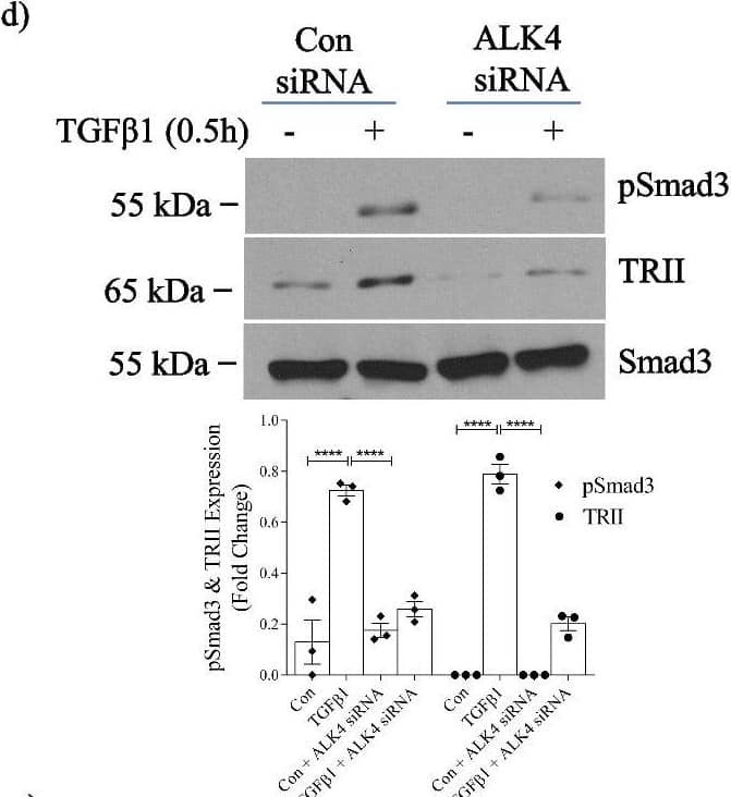 Activin A facilitates TGF beta 1-induced type II receptor expression without altering TGF beta 1 receptor sensitivity in MC. a TGF beta 1 for 30 min increased TRII expression and Smad3 activation in whole cell lysate, and both were prevented by 24 h pretreatment with follistatin (n = 6). b There was no change in TRII transcript after 24 h of follistatin with or without TGF beta 1 for 30 min. c Pretreatment with an actA neutralizing antibody for 24 h inhibited acute (30 min) TGF beta 1-induced Smad3 activation and TRII upregulation (n = 6–7). These were similarly inhibited by downregulation of the actA type I receptor ALK4 with siRNA (d) (n = 3). e Pretreatment with actA (20 ng/ml) for 24 h did not affect acute TGF beta 1-induced Smad3 activation (n = 6). *, **, ****P < 0.05, 0.01, 0.0001; one-way ANOVA with Tukey’s multiple comparisons post hoc test Image collected and cropped by CiteAb from the following open publication (//pubmed.ncbi.nlm.nih.gov/36717814), licensed under a CC-BY license. Not internally tested by Novus Biologicals.