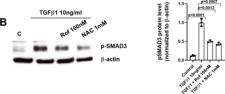 Mechanistic studies (I): Roflumilast prevents TGF beta 1-induced phospho-SMAD3 by the increase of PPM1A, the inhibition of reactive oxygen species (ROS) and phospho-ERK1/2-Protein Kinase A axis. Human keratinocytes were incubated for 30 min with vehicle or roflumilast (Rof, 100 nM) (A-F), the SMAD3 inhibitor (SIS3, 10uM) (A), the anti-oxidant N-acetyl-L-cysteine (NAC, 1 mM) (B, E), the PPM1A inhibitor sanguinarine (San, 3 uM) (D), the proteasome inhibitor MG132 (MG132, 5 uM) (E), the PKA inhibitor (KT5720, 2uM) (C), the ERK1/2 inhibitor (PD98059, 10uM) (F) or combinations as indicated. Next, keratinocytes were stimulated with TGF beta 1 (10 ng/ml) for 30 min and p-SMAD3 and PPM1A proteins were analysed by Western blotting. Data are shown from densitometry as the ratio of target protein compared to  beta -actin of three independent experiments per condition. Results of the densitometry are presented as scatter dot blot with median and interquartile range values. P-values are based on Kruskal-Wallis test followed by the Dunn’s post-hoc test Image collected and cropped by CiteAb from the following open publication (//pubmed.ncbi.nlm.nih.gov/39223490), licensed under a CC-BY license. Not internally tested by Novus Biologicals.