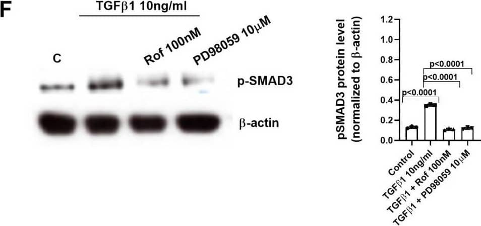 Mechanistic studies (I): Roflumilast prevents TGF beta 1-induced phospho-SMAD3 by the increase of PPM1A, the inhibition of reactive oxygen species (ROS) and phospho-ERK1/2-Protein Kinase A axis. Human keratinocytes were incubated for 30 min with vehicle or roflumilast (Rof, 100 nM) (A-F), the SMAD3 inhibitor (SIS3, 10uM) (A), the anti-oxidant N-acetyl-L-cysteine (NAC, 1 mM) (B, E), the PPM1A inhibitor sanguinarine (San, 3 uM) (D), the proteasome inhibitor MG132 (MG132, 5 uM) (E), the PKA inhibitor (KT5720, 2uM) (C), the ERK1/2 inhibitor (PD98059, 10uM) (F) or combinations as indicated. Next, keratinocytes were stimulated with TGF beta 1 (10 ng/ml) for 30 min and p-SMAD3 and PPM1A proteins were analysed by Western blotting. Data are shown from densitometry as the ratio of target protein compared to  beta -actin of three independent experiments per condition. Results of the densitometry are presented as scatter dot blot with median and interquartile range values. P-values are based on Kruskal-Wallis test followed by the Dunn’s post-hoc test Image collected and cropped by CiteAb from the following open publication (//pubmed.ncbi.nlm.nih.gov/39223490), licensed under a CC-BY license. Not internally tested by Novus Biologicals.