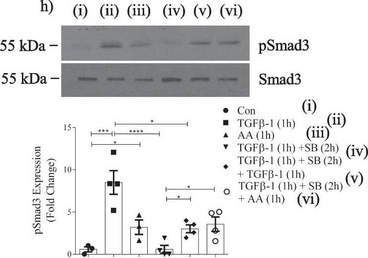Specific activin A inhibition attenuates TGF beta 1-induced Smad3 activation and profibrotic responses in MC. a ELISA demonstrates that TGF beta 1 (24 h) increases actA and actB secretion (n = 3) to 19.5 ng/ml and 2.5 ng/ml, representing an 8.9- and 1.06-fold induction respectively. b TGF beta 1 increases actA in whole cell lysate by 1.8-fold (n = 3). c ActA (20 ng/ml) upregulates FN (n = 3–4), CTGF (n = 4) and  alpha SMA (n = 6) at 48 h. d TGF beta 1 and actA both increase Smad3 transcriptional activity; no synergistic effect is seen (n = 6–12). e An actA neutralizing antibody attenuates TGF beta 1-induced FN (n = 5–6),  alpha SMA (n = 5), CTGF (n = 5–6), and Smad3 activation (n = 10–12). f ActA neutralization decreases TGF beta 1-induced Smad3 transcriptional activity at 24 h (n = 9–15), but this is not decreased by actB neutralization (n = 6) (g). h MC were stimulated with TGF beta 1 or actA for 1 h, then treated with their type I receptor inhibitor SB431542 (50 uM). Restimulation with the same ligand shows that cells become refractory to TGF beta 1, but not actA (n = 4). *, **, ***, ****P < 0.05, 0.01, 0.001, 0.0001; one-way ANOVA with Tukey’s multiple comparisons post hoc test Image collected and cropped by CiteAb from the following open publication (//pubmed.ncbi.nlm.nih.gov/36717814), licensed under a CC-BY license. Not internally tested by Novus Biologicals.
