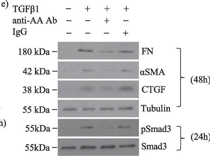 Specific activin A inhibition attenuates TGF beta 1-induced Smad3 activation and profibrotic responses in MC. a ELISA demonstrates that TGF beta 1 (24 h) increases actA and actB secretion (n = 3) to 19.5 ng/ml and 2.5 ng/ml, representing an 8.9- and 1.06-fold induction respectively. b TGF beta 1 increases actA in whole cell lysate by 1.8-fold (n = 3). c ActA (20 ng/ml) upregulates FN (n = 3–4), CTGF (n = 4) and  alpha SMA (n = 6) at 48 h. d TGF beta 1 and actA both increase Smad3 transcriptional activity; no synergistic effect is seen (n = 6–12). e An actA neutralizing antibody attenuates TGF beta 1-induced FN (n = 5–6),  alpha SMA (n = 5), CTGF (n = 5–6), and Smad3 activation (n = 10–12). f ActA neutralization decreases TGF beta 1-induced Smad3 transcriptional activity at 24 h (n = 9–15), but this is not decreased by actB neutralization (n = 6) (g). h MC were stimulated with TGF beta 1 or actA for 1 h, then treated with their type I receptor inhibitor SB431542 (50 uM). Restimulation with the same ligand shows that cells become refractory to TGF beta 1, but not actA (n = 4). *, **, ***, ****P < 0.05, 0.01, 0.001, 0.0001; one-way ANOVA with Tukey’s multiple comparisons post hoc test Image collected and cropped by CiteAb from the following open publication (//pubmed.ncbi.nlm.nih.gov/36717814), licensed under a CC-BY license. Not internally tested by Novus Biologicals.