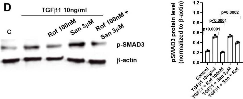 Mechanistic studies (I): Roflumilast prevents TGF beta 1-induced phospho-SMAD3 by the increase of PPM1A, the inhibition of reactive oxygen species (ROS) and phospho-ERK1/2-Protein Kinase A axis. Human keratinocytes were incubated for 30 min with vehicle or roflumilast (Rof, 100 nM) (A-F), the SMAD3 inhibitor (SIS3, 10uM) (A), the anti-oxidant N-acetyl-L-cysteine (NAC, 1 mM) (B, E), the PPM1A inhibitor sanguinarine (San, 3 uM) (D), the proteasome inhibitor MG132 (MG132, 5 uM) (E), the PKA inhibitor (KT5720, 2uM) (C), the ERK1/2 inhibitor (PD98059, 10uM) (F) or combinations as indicated. Next, keratinocytes were stimulated with TGF beta 1 (10 ng/ml) for 30 min and p-SMAD3 and PPM1A proteins were analysed by Western blotting. Data are shown from densitometry as the ratio of target protein compared to  beta -actin of three independent experiments per condition. Results of the densitometry are presented as scatter dot blot with median and interquartile range values. P-values are based on Kruskal-Wallis test followed by the Dunn’s post-hoc test Image collected and cropped by CiteAb from the following open publication (//pubmed.ncbi.nlm.nih.gov/39223490), licensed under a CC-BY license. Not internally tested by Novus Biologicals.