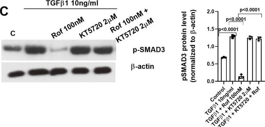 Mechanistic studies (I): Roflumilast prevents TGF beta 1-induced phospho-SMAD3 by the increase of PPM1A, the inhibition of reactive oxygen species (ROS) and phospho-ERK1/2-Protein Kinase A axis. Human keratinocytes were incubated for 30 min with vehicle or roflumilast (Rof, 100 nM) (A-F), the SMAD3 inhibitor (SIS3, 10uM) (A), the anti-oxidant N-acetyl-L-cysteine (NAC, 1 mM) (B, E), the PPM1A inhibitor sanguinarine (San, 3 uM) (D), the proteasome inhibitor MG132 (MG132, 5 uM) (E), the PKA inhibitor (KT5720, 2uM) (C), the ERK1/2 inhibitor (PD98059, 10uM) (F) or combinations as indicated. Next, keratinocytes were stimulated with TGF beta 1 (10 ng/ml) for 30 min and p-SMAD3 and PPM1A proteins were analysed by Western blotting. Data are shown from densitometry as the ratio of target protein compared to  beta -actin of three independent experiments per condition. Results of the densitometry are presented as scatter dot blot with median and interquartile range values. P-values are based on Kruskal-Wallis test followed by the Dunn’s post-hoc test Image collected and cropped by CiteAb from the following open publication (//pubmed.ncbi.nlm.nih.gov/39223490), licensed under a CC-BY license. Not internally tested by Novus Biologicals.