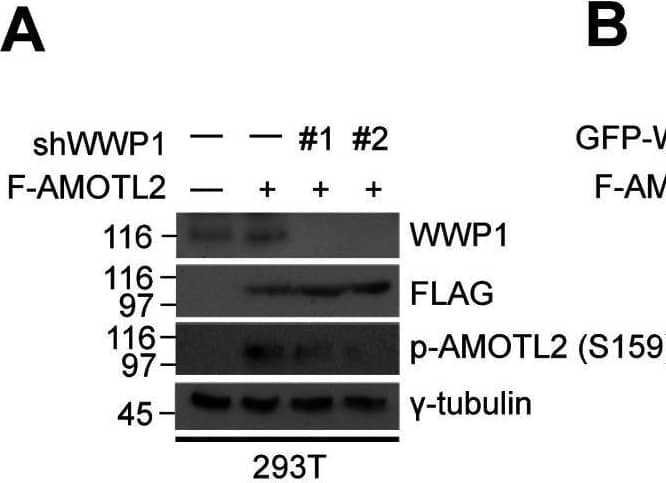 Western Blot WWP1 Antibody (1A7) - Azide and BSA Free