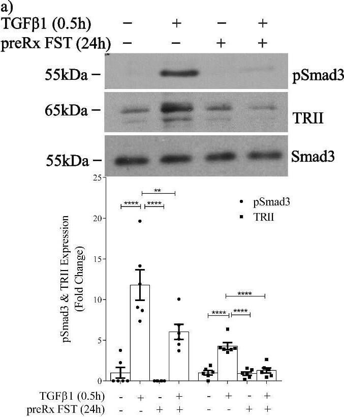 Activin A facilitates TGF beta 1-induced type II receptor expression without altering TGF beta 1 receptor sensitivity in MC. a TGF beta 1 for 30 min increased TRII expression and Smad3 activation in whole cell lysate, and both were prevented by 24 h pretreatment with follistatin (n = 6). b There was no change in TRII transcript after 24 h of follistatin with or without TGF beta 1 for 30 min. c Pretreatment with an actA neutralizing antibody for 24 h inhibited acute (30 min) TGF beta 1-induced Smad3 activation and TRII upregulation (n = 6–7). These were similarly inhibited by downregulation of the actA type I receptor ALK4 with siRNA (d) (n = 3). e Pretreatment with actA (20 ng/ml) for 24 h did not affect acute TGF beta 1-induced Smad3 activation (n = 6). *, **, ****P < 0.05, 0.01, 0.0001; one-way ANOVA with Tukey’s multiple comparisons post hoc test Image collected and cropped by CiteAb from the following open publication (//pubmed.ncbi.nlm.nih.gov/36717814), licensed under a CC-BY license. Not internally tested by Novus Biologicals.