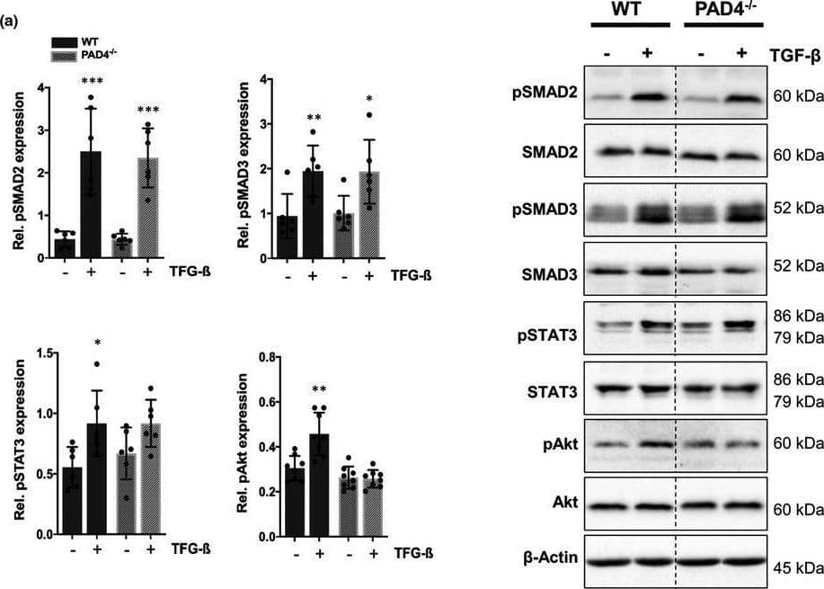 Impact of PAD4 deficiency on TGF‐ beta  signalling. (A) Activation of the canonical and non‐canonical pathway by TGF‐ beta  was examined by Western blot. TGF‐ beta  stimulation (10 ng/ml) for 2 h significantly increased protein levels of pSMAD2 and pSMAD3 in CFs independently on PAD4 deficiency. TGF‐ beta  failed to activate STAT3 and Akt in PAD4−/− CFs. n = 6–8. Preincubation of WT CFs with the PAD4 inhibitor Cl‐amidine for 18 h abrogated TGF‐ beta ‐induced activation of Akt (B) and subsequent GSK‐3 beta  phosphorylation (C). n = 3. (D) No TGF‐ beta ‐triggered phosphorylation of GSK‐3 beta  was detected in PAD4−/− CFs. n = 3. *p < 0.05, **p < 0.01, ***p < 0.001 vs. control cells for A; #p < 0.05 for B and C Image collected and cropped by CiteAb from the following open publication (//pubmed.ncbi.nlm.nih.gov/34523218), licensed under a CC-BY license. Not internally tested by Novus Biologicals.