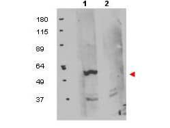 Western blot using protein A purified anti-FKBP8 antibody shows detection of exogenous FKBP8 in 50 ug of HEK293T whole cell lysate (lane 1). The results of peptide competition are shown in lane 2 where no specific staining is noted after the antibody is first incubated for 1h with the immunizing peptide in 5% BLOTTO prior to reaction with the membrane. The membrane was probed with the primary antibody at a 1:1,000 dilution in 5% BLOTTO at 4 C, overnight. Personal Communication, Olga Aprelikova, CCR-NCI, Bethesda, MD.