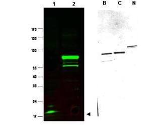 Western Blot SPANXC Antibody