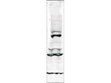 Western blot using Affinity Purified antibody shows detection of a band ~64 kDa corresponding to isoform 3 of human Tlk-1. Specific reactivity with this band is blocked when the antibody is pre-incubated with the immunizing peptide (data not shown). Approximately 30 ug of a HeLa nuclear extract 