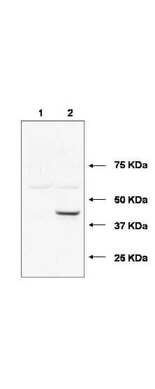 Western blot using affinity purified anti-Ube2j1 antibody shows detection of Ube2j1 in 293 cells over-expressing Myc-Ube2j1 (Lane 2). Lane 1 contains lysate from mock-transfected 293 cells. Personal Communication, A. Weissman & T. Shang, CCR-NCI, Frederick, MD