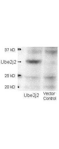 Western blot using affinity purified anti-Ube2j2 antibody shows detection of Ube2j2 in 293 cells over-expressing Myc-Ube2j2 (Lane 1). Lane 2 contains lysate from mock-transfected 293 cells. Personal Communication, A. Weissman & T. Shang, CCR-NCI, Frederick, MD