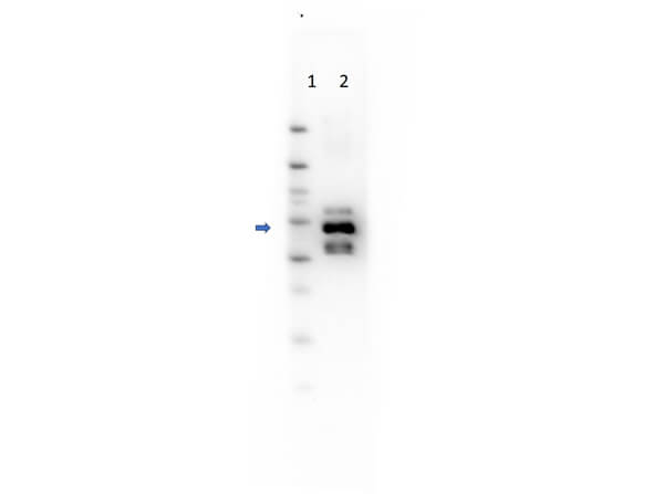 Western Blot of Glucoamylase Antibody. Lane 1: Molecular Weight Marker. Lane 2: detection of Anti-Glucoamylase Antibody.