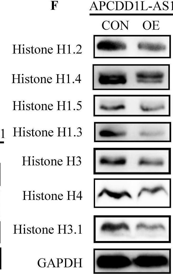  APCDD1L-AS1 overexpression induced histones expression disorders. A The overexpression efficiency of APCDD1L-AS1 in OSRC2 cells. B The TMT results showed that 39 proteins were downregulated and 66 proteins were upregulated in APCDD1L-AS1 overexpressed OSRC2 cells compared with its control cells. C Biological Process GO term enrichment analysis results of the complete 105 statistically significant proteins. D The TMT results of Histone H3.1, Histone H4, Histone H3, Histone H1.3, Histone H1.5, Histone H1.4 and Histone H1.2. E The protein expression of Histone H3.1, Histone H4, Histone H3, Histone H1.3, Histone H1.5, Histone H1.4 and Histone H1.2 in the same cell protein samples. F The protein expression of Histone H3.1, Histone H4, Histone H3, Histone H1.3, Histone H1.5, Histone H1.4 and Histone H1.2 in the in mice tumors. Image collected and cropped by CiteAb from the following open publication (//pubmed.ncbi.nlm.nih.gov/35414787), licensed under a CC-BY license. Not internally tested by Novus Biologicals.