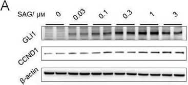 Western Blot GLI-1 Antibody - BSA Free