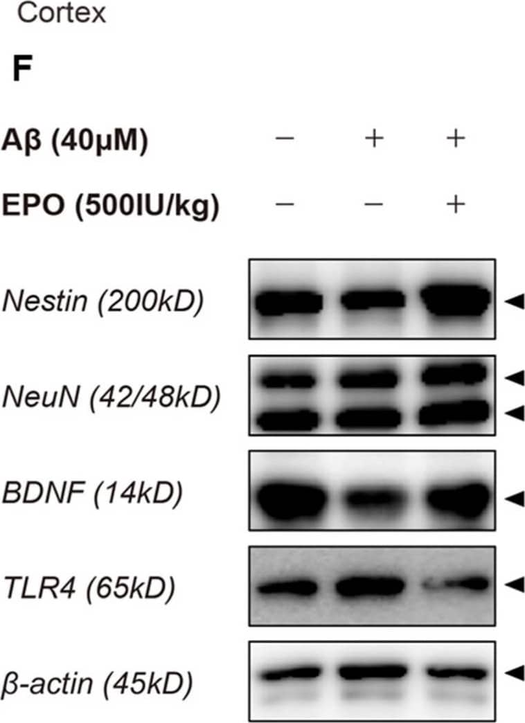 EPO promotes neurogenesis and suppresses neuroinflammation at the protein expression level. Western blotting band images (A,F; arrow heads) and relative protein expression level bars (B–E, G–J) display the effect of rhEPO in AD mice. Treatment with rhEPO significantly increased expression levels of (B,G) Nestin, a neuronal precursor cell marker, (C,H) NeuN, a neuronal cell biomarker, and (D,I) BDNF, a neurotrophic factor, both in the hippocampus and the cortex. (E,J) The expression of TLR4, known as a neuroinflammatory factor, was decreased in the hippocampus in the A beta +EPO group compared to that in the A beta +saline group. n = 4 per group. * p < 0.05, ** p < 0.01, *** p < 0.005, and **** p < 0.0001 according to independent t-test in (B–E, G–J). Image collected and cropped by CiteAb from the following open publication (//pubmed.ncbi.nlm.nih.gov/35897720), licensed under a CC-BY license. Not internally tested by Novus Biologicals.