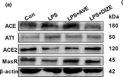 Western Blot Mas Antibody - BSA Free