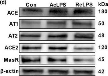 Western Blot Mas Antibody - BSA Free