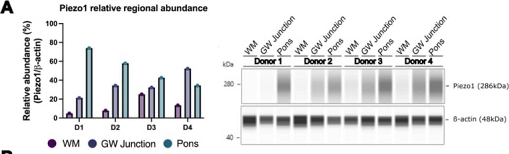Simple Western PIEZO1 Antibody - BSA Free