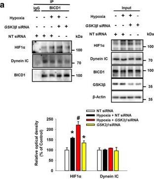 Western Blot BICD1 Antibody - BSA Free