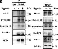 Western Blot BICD1 Antibody - BSA Free