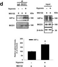 Western Blot: BICD1 Antibody [NBP1-78735] - Effect of hypoxia on the interaction between HIF1 alpha  & BICD1. a Co-immunoprecipitation of HIF1 alpha , Dynein IC, Importin  alpha 3, RanBP2 w/ IgG & BICD1 antibodies shown in left panel. Total protein expressions in lysate shown in right panel. n = 3. b Cells immunostained w/ HIF1 alpha  & BICD1-specific antibodies. Scale bars are 8 μm (Magnification, × 1,000). White arrow heads indicate co-localization of HIF1 alpha  w/ BICD1. c Interaction between HIF1 alpha  & BICD1 (HIF1 alpha /BICD1, red) analyzed by PLA. Scale bars are 8 μm (Magnification, × 1,000). n = 6. *p < 0.05 vs. normoxia control. d–f Cells pretreated w/ MG132 (1 μM) for 30 min prior to hypoxia treatment for 24 h. d Co-immunoprecipitation of HIF1 alpha  w/ IgG & BICD1 shown in left panel. Total protein expressions in lysate shown in right panel. n = 3. e Cells immunostained w/ HIF1 alpha  & BICD1-specific antibodies. White arrow heads indicate co-localization of HIF1 alpha  w/ BICD1 in MG132-pretreated UCB-MSCs. Scale bars are 8 μm (Magnification, × 1,000). n = 5. f HIF1 activity measured by dual luciferase reporter assay. n = 6. *p < 0.05 vs. normoxia control w/ MG132 pretreatment. g, h Cells transfected w/ BICD1 or NT siRNA for 24 h prior to hypoxia treatment for 24 h. g Co-immunoprecipitation of Dynein IC w/ IgG & HIF1 alpha  antibodies shown in left panel. Total protein expressions in lysate shown in right panel. n = 3. h Interaction between HIF1 alpha  & Dynein IC (HIF1 alpha /Dynein IC, red) analyzed by PLA. Scale bars are 8 μm (Magnification, × 1,000). Quantitative data are presented as a mean ± S.E.M. All blots & immunofluorescence images are representative. *p < 0.05 vs. normoxia control w/ NT siRNA transfection, #p < 0.05 vs. hypoxia w/ NT siRNA transfection Image collected & cropped by CiteAb from the following publication (//pubmed.ncbi.nlm.nih.gov/30464225), licensed under a CC-BY license. Not internally tested by Novus Biologicals.