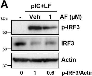 Auranofin promotes the degradation of IRF3 protein.A, HT1080 cells, pretreated with auranofin (AF), were transfected with poly(I:C) (pIC+LF) and the phosphorylated (Ser396) and total IRF3 were analyzed by immunoblot after 8 h. B, MDA-MB-453 cells, pretreated with AF, were transfected with polyI:C (pIC+LF) for the indicated times when the IRF3 levels were analyzed by immunoblot. C and D, MDA-MB-453 cells were treated with AF for the indicated times when the IRF3 levels were analyzed by immunoblot (C), and the immunoblots from the biological replicates were quantified using ImageJ (D). E, HT1080 cells were treated with AF for the indicated times when the IRF3 protein levels were analyzed by immunoblot. F, RAW264.7 cells were treated with AF at the indicated concentrations for 16 h, when the levels of Irf3 were analyzed by immunoblot. G, RAW264.7 cells were treated with AF (5 μM) for the indicated times when the levels of Irf3 were analyzed by immunoblot. H, HT1080 cells were treated with AF for the indicated times, and the BAX protein levels were analyzed by immunoblot. I, HT1080 cells were transfected with polyI:C (pIC+LF) in the absence or the presence of AF and analyzed for phosphorylated (on Ser536) and total p65 by immunoblot after 4 h. J, HT1080 cells were treated with interferon (hIFN beta , 1000 U/ml) in the absence or the presence of AF and analyzed for phosphorylated (on Ser727) and total STAT1 by immunoblot after 2 h. K, HT1080 cells were treated with AF at the indicated concentrations for 8 h when cell viability was assessed by trypan blue exclusion assay. Veh, Vehicle (DMSO). Image collected and cropped by CiteAb from the following open publication (//linkinghub.elsevier.com/retrieve/pii/S0021925821010772), licensed under a CC-BY license. Not internally tested by Novus Biologicals.