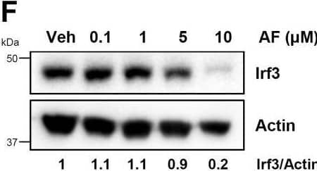 Auranofin promotes the degradation of IRF3 protein.A, HT1080 cells, pretreated with auranofin (AF), were transfected with poly(I:C) (pIC+LF) and the phosphorylated (Ser396) and total IRF3 were analyzed by immunoblot after 8 h. B, MDA-MB-453 cells, pretreated with AF, were transfected with polyI:C (pIC+LF) for the indicated times when the IRF3 levels were analyzed by immunoblot. C and D, MDA-MB-453 cells were treated with AF for the indicated times when the IRF3 levels were analyzed by immunoblot (C), and the immunoblots from the biological replicates were quantified using ImageJ (D). E, HT1080 cells were treated with AF for the indicated times when the IRF3 protein levels were analyzed by immunoblot. F, RAW264.7 cells were treated with AF at the indicated concentrations for 16 h, when the levels of Irf3 were analyzed by immunoblot. G, RAW264.7 cells were treated with AF (5 μM) for the indicated times when the levels of Irf3 were analyzed by immunoblot. H, HT1080 cells were treated with AF for the indicated times, and the BAX protein levels were analyzed by immunoblot. I, HT1080 cells were transfected with polyI:C (pIC+LF) in the absence or the presence of AF and analyzed for phosphorylated (on Ser536) and total p65 by immunoblot after 4 h. J, HT1080 cells were treated with interferon (hIFN beta , 1000 U/ml) in the absence or the presence of AF and analyzed for phosphorylated (on Ser727) and total STAT1 by immunoblot after 2 h. K, HT1080 cells were treated with AF at the indicated concentrations for 8 h when cell viability was assessed by trypan blue exclusion assay. Veh, Vehicle (DMSO). Image collected and cropped by CiteAb from the following open publication (//linkinghub.elsevier.com/retrieve/pii/S0021925821010772), licensed under a CC-BY license. Not internally tested by Novus Biologicals.