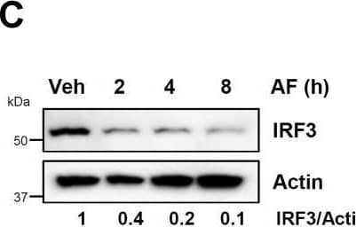 Auranofin promotes the degradation of IRF3 protein.A, HT1080 cells, pretreated with auranofin (AF), were transfected with poly(I:C) (pIC+LF) and the phosphorylated (Ser396) and total IRF3 were analyzed by immunoblot after 8 h. B, MDA-MB-453 cells, pretreated with AF, were transfected with polyI:C (pIC+LF) for the indicated times when the IRF3 levels were analyzed by immunoblot. C and D, MDA-MB-453 cells were treated with AF for the indicated times when the IRF3 levels were analyzed by immunoblot (C), and the immunoblots from the biological replicates were quantified using ImageJ (D). E, HT1080 cells were treated with AF for the indicated times when the IRF3 protein levels were analyzed by immunoblot. F, RAW264.7 cells were treated with AF at the indicated concentrations for 16 h, when the levels of Irf3 were analyzed by immunoblot. G, RAW264.7 cells were treated with AF (5 μM) for the indicated times when the levels of Irf3 were analyzed by immunoblot. H, HT1080 cells were treated with AF for the indicated times, and the BAX protein levels were analyzed by immunoblot. I, HT1080 cells were transfected with polyI:C (pIC+LF) in the absence or the presence of AF and analyzed for phosphorylated (on Ser536) and total p65 by immunoblot after 4 h. J, HT1080 cells were treated with interferon (hIFN beta , 1000 U/ml) in the absence or the presence of AF and analyzed for phosphorylated (on Ser727) and total STAT1 by immunoblot after 2 h. K, HT1080 cells were treated with AF at the indicated concentrations for 8 h when cell viability was assessed by trypan blue exclusion assay. Veh, Vehicle (DMSO). Image collected and cropped by CiteAb from the following open publication (//linkinghub.elsevier.com/retrieve/pii/S0021925821010772), licensed under a CC-BY license. Not internally tested by Novus Biologicals.