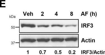 Auranofin promotes the degradation of IRF3 protein.A, HT1080 cells, pretreated with auranofin (AF), were transfected with poly(I:C) (pIC+LF) and the phosphorylated (Ser396) and total IRF3 were analyzed by immunoblot after 8 h. B, MDA-MB-453 cells, pretreated with AF, were transfected with polyI:C (pIC+LF) for the indicated times when the IRF3 levels were analyzed by immunoblot. C and D, MDA-MB-453 cells were treated with AF for the indicated times when the IRF3 levels were analyzed by immunoblot (C), and the immunoblots from the biological replicates were quantified using ImageJ (D). E, HT1080 cells were treated with AF for the indicated times when the IRF3 protein levels were analyzed by immunoblot. F, RAW264.7 cells were treated with AF at the indicated concentrations for 16 h, when the levels of Irf3 were analyzed by immunoblot. G, RAW264.7 cells were treated with AF (5 μM) for the indicated times when the levels of Irf3 were analyzed by immunoblot. H, HT1080 cells were treated with AF for the indicated times, and the BAX protein levels were analyzed by immunoblot. I, HT1080 cells were transfected with polyI:C (pIC+LF) in the absence or the presence of AF and analyzed for phosphorylated (on Ser536) and total p65 by immunoblot after 4 h. J, HT1080 cells were treated with interferon (hIFN beta , 1000 U/ml) in the absence or the presence of AF and analyzed for phosphorylated (on Ser727) and total STAT1 by immunoblot after 2 h. K, HT1080 cells were treated with AF at the indicated concentrations for 8 h when cell viability was assessed by trypan blue exclusion assay. Veh, Vehicle (DMSO). Image collected and cropped by CiteAb from the following open publication (//linkinghub.elsevier.com/retrieve/pii/S0021925821010772), licensed under a CC-BY license. Not internally tested by Novus Biologicals.