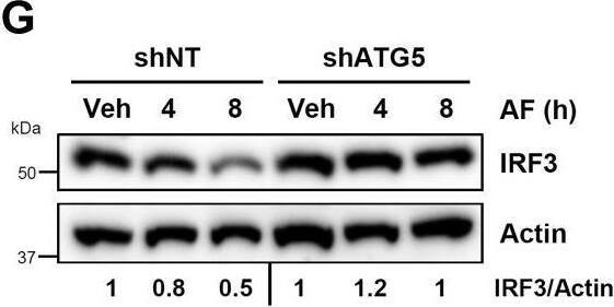 <b>Independent Antibodies Validation and Biological Strategies Validation.</b>Auranofin activates the cellular autophagy pathway to degrade IRF3 protein.A, HT1080 cells, pretreated with auranofin (AF), were transfected with polyI:C (pIC+LF) for 24 h, when LC3 and IRF3 were analyzed by immunoblot. B and C, MDA-MB-453 cells were treated with AF for the indicated times when the p62 levels were analyzed by immunoblot (B), and the immunoblots from the biological replicates were quantified using ImageJ (C). D, RAW264.7 cells were treated with AF for the indicated times when the p62 levels were analyzed by immunoblot. E–G, HT1080 cells, stably expressing ATG5-specific or nontargeting (NT) shRNA, were treated with AF for the indicated times, when the levels of p62 (E and F) or IRF3 (G) were analyzed by immunoblot. The quantification in F is from the biological replicates. ATG5 knockdown levels were analyzed by immunoblot (E, lower panel). H, HT1080 cells, stably expressing ATG5-specific or nontargeting (NT) shRNA, were treated with AF for the indicated times, when the levels of RIG-I, MAVS, TRAF2, TBK1, BAX, and ATG5 were analyzed by immunoblot. Veh, Vehicle (DMSO). Image collected and cropped by CiteAb from the following open publication (//linkinghub.elsevier.com/retrieve/pii/S0021925821010772), licensed under a CC-BY license. Not internally tested by Novus Biologicals.