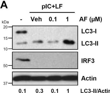 Auranofin activates the cellular autophagy pathway to degrade IRF3 protein.A, HT1080 cells, pretreated with auranofin (AF), were transfected with polyI:C (pIC+LF) for 24 h, when LC3 and IRF3 were analyzed by immunoblot. B and C, MDA-MB-453 cells were treated with AF for the indicated times when the p62 levels were analyzed by immunoblot (B), and the immunoblots from the biological replicates were quantified using ImageJ (C). D, RAW264.7 cells were treated with AF for the indicated times when the p62 levels were analyzed by immunoblot. E–G, HT1080 cells, stably expressing ATG5-specific or nontargeting (NT) shRNA, were treated with AF for the indicated times, when the levels of p62 (E and F) or IRF3 (G) were analyzed by immunoblot. The quantification in F is from the biological replicates. ATG5 knockdown levels were analyzed by immunoblot (E, lower panel). H, HT1080 cells, stably expressing ATG5-specific or nontargeting (NT) shRNA, were treated with AF for the indicated times, when the levels of RIG-I, MAVS, TRAF2, TBK1, BAX, and ATG5 were analyzed by immunoblot. Veh, Vehicle (DMSO). Image collected and cropped by CiteAb from the following open publication (//linkinghub.elsevier.com/retrieve/pii/S0021925821010772), licensed under a CC-BY license. Not internally tested by Novus Biologicals.