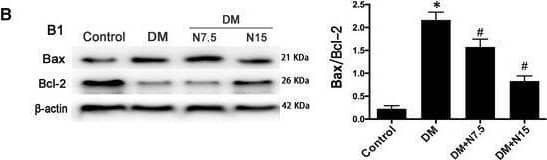 Nicorandil alleviates cardiac apoptosis in type 2 diabetic rat. A: TUNEL staining and TUNEL‐positive cells rate. B: Western blot analysis of Bax/Bcl‐2 and cleaved caspase‐3. C: Level of nitric oxide and ADMA in serum. D: Western blot analysis of p‐eNOS. DM: Diabetic mellitus, N7.5: nicorandil, 7.5 mg/kg·day; N15: nicorandil, 15 mg/kg·day. *P < 0.05 compared with control; #P < 0.05 compared with DM; #P < 0.05 compared with HG + N, Data are means +/- SD Image collected and cropped by CiteAb from the following open publication (//pubmed.ncbi.nlm.nih.gov/31131539), licensed under a CC-BY license. Not internally tested by Novus Biologicals.