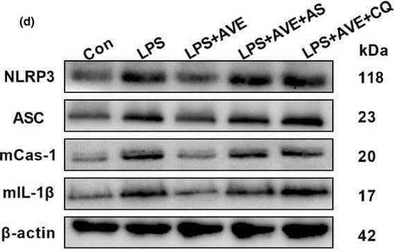 Inhibition of FOXO1 or autophagy compromised the antioxidative and anti‐inflammatory actions of AVE in mice. (a, b) The selective FOXO1 inhibitor, AS, and the autophagy inhibitor, CQ, abrogated the immune‐regulatory effect of AVE on microglial polarization. (c) AS and CQ both inhibited AVE‐induced alleviation of microglial activation (IBA‐1 staining) and ROS generation (DHE staining) following LPS exposure. (d, e) Representative western blots (d) and statistical graphs (e) of the major components of NLRP3 inflammasomes. Scale bar = 50 μm. Data are means +/- SD (n = 6–7). *p < 0.05, **p < 0.01 compared to control group. +p < 0.05, ++p < 0.01 compared to LPS group. #p < 0.05, ##p < 0.01 compared to LPS + AVE group Image collected and cropped by CiteAb from the following open publication (//pubmed.ncbi.nlm.nih.gov/34529881), licensed under a CC-BY license. Not internally tested by Novus Biologicals.