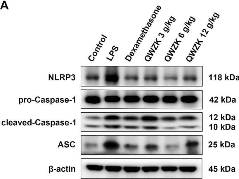 QWZK inhibited NLRP3 inflammasome activation in ALI rats induced by LPS. (A) Western blot assay of NLRP3, pro-caspase-1, cleaved caspase-1, and ASC in different groups. (B–D) The protein expression was analyzed by gray scale. Data were presented as the mean +/- SEM, n = 8. #p < 0.05 vs. control group, ##p < 0.01 vs. control group, ###p < 0.001 vs. control group. *p < 0.05 vs. LPS group, **p < 0.01 vs. LPS group, ***p < 0.001 vs. LPS group. Image collected and cropped by CiteAb from the following open publication (//www.frontiersin.org/articles/10.3389/fphar.2021.790072/full), licensed under a CC-BY license. Not internally tested by Novus Biologicals.