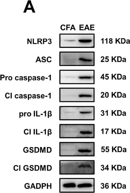 NLRP3 inflammasome and GSDMD are strongly expressed and activated in CNS microglia during EAE.A Immunoblot analysis of NLRP3, ASC, full-length (FL) and cleaved caspase-1, IL-1 beta , and GSDMD in the lumbosacral spinal cords of EAE-induced WT mice at peak disease or CFA-treated mice on day 18 after treatment (n = 10 per group). B Immunohistochemistry showing infiltration of NLRP3, ASC, caspase-1, IL-1 beta , and GSDMD-positive immune cells in the spinal cords of EAE-induced WT mice at peak disease or CFA-treated WT mice on day 18 after treatment. Scale bar: 50 um. n = 10 per group. C Immunofluorescent labeling of Iba-1 (green), NLRP3, ASC, caspase-1, or GSDMD (red), and DAPI (blue) demonstrates the expression and process of NLRP3 inflammasome and GSDMD-mediated pyroptosis in the microglia of WT EAE mice at peak disease or CFA-treated WT mice on day 18 after treatment (n = 10 per group). Scale bar: 20 um. Data are from three representative independent experiments and were analyzed by an unpaired t-test or the Mann–Whitney U test. Error bars show the mean +/- SEM. ***P < 0.001. Image collected and cropped by CiteAb from the following open publication (//pubmed.ncbi.nlm.nih.gov/36765034), licensed under a CC-BY license. Not internally tested by Novus Biologicals.