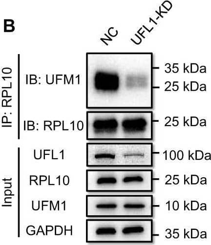 Confirmation of the involvement of UFL1 and UFSP2 in RPL10 ufmylation and the effect on pancreatic cancer cells.A Direct binding of RPL10 and UFL1 in PANC-1 cells was detected by Co-IP. B The change of RPL10 ufmylation was detected by after UFL1 silencing in PANC-1 cells. C Direct binding of UFSP2 and RPL10 in PANC-1 cells by Co-IP. D The change of RPL10 ufmylation after overexpressing UFSP2 in PANC-1 cells. E The proliferations of PANC-1 cells and Mia PaCa-2 cells after silencing UFL1. The proliferations were detected by CCK-8 method (n = 10). F The proliferations of PANC-1 and Mia PaCa-2 cells after overexpressing UFSP2. The proliferation rates were detected by CCK-8 method (n = 10). G The colony formation of PANC-1 and Mia PaCa-2 cells after silencing UFL1. The colonies were stained with crystal violet and analyzed (n = 3). H The colony formation of PANC-1 and Mia PaCa-2 cells after overexpressing UFSP2. The colonies were stained with crystal violet and analyzed (n = 3). All experiments were independently repeated for 3 times, and the data are expressed as mean +/- SD. *P < 0.05 indicates statistically significant versus negative control. **P < 0.01 indicates statistically very significant versus negative control. Image collected and cropped by CiteAb from the following open publication (//pubmed.ncbi.nlm.nih.gov/37280198), licensed under a CC-BY license. Not internally tested by Novus Biologicals.