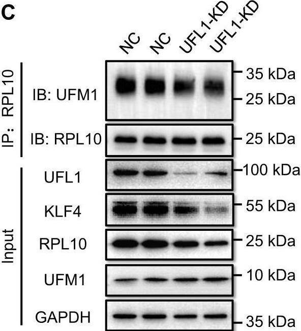 Confirmation of the involvement of UFL1 in tumorigenesis and cell stemness in vivo.A The effects of the knockdown of UFL1 on tumor growth. Each group contained 8 mice, and data are expressed as mean +/- SD. *P < 0.05 indicates statistically significant versus negative control. **P < 0.01 indicates statistically very significant versus negative control. B The effect of UFL1 knockdown on tumor growth by Ki67 staining. C Examination of RPL10 ufmylation and KLF4 expression in tumor tissues by Co-IP and WB. Tumor tissues were randomly chosen from each group. D The effects of the knockdown of UFL1 on cell stemness related markers by immunochemical staining. Image collected and cropped by CiteAb from the following open publication (//pubmed.ncbi.nlm.nih.gov/37280198), licensed under a CC-BY license. Not internally tested by Novus Biologicals.