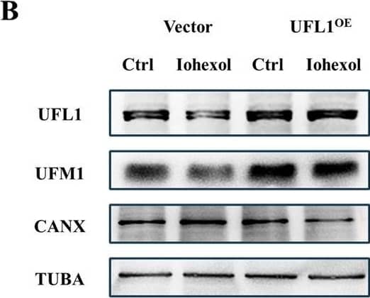 UFL1 overexpression rescues ER-phagy and mitigates ER stress and apoptosis.UFL1 plasmid was transfected to HK-2 cells to overexpress UFL1. A CCK-8 assay of UFL1 overexpression HK-2 cells with or without Iohexol. B–D The immunoblot analysis and quantification of UFL1, UFM1, and CANX in cell lysates. E–G The immunoblot analysis and quantification of GRP78 and CHOP in cell lysates. H, I The immunoblot analysis and quantification of BAX in cell lysates. Data are presented as the mean +/- SEM (n = 3). *p < 0.05, **p < 0.01 and ***p < 0.001. Image collected and cropped by CiteAb from the following open publication (//pubmed.ncbi.nlm.nih.gov/38233375), licensed under a CC-BY license. Not internally tested by Novus Biologicals.