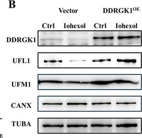 DDRGK1 overexpression rescues ER-phagy and mitigates ER stress and apoptosis.DDRGK1 plasmid was transfected to HK-2 cells to overexpress DDRGK1. A CCK-8 assay of DDRGK1 overexpression HK-2 cells with or without Iohexol. B–E The immunoblot analysis and quantification of DDRGK1, UFL1, UFM1, CANX in cell lysates. F–H The immunoblot analysis and quantification of GRP78 and CHOP in cell lysates. I, J The immunoblot analysis and quantification of BAX in cell lysates. Data are presented as the mean +/- SEM (n = 3). *p < 0.05, **p < 0.01 and ***p < 0.001. Image collected and cropped by CiteAb from the following open publication (//pubmed.ncbi.nlm.nih.gov/38233375), licensed under a CC-BY license. Not internally tested by Novus Biologicals.
