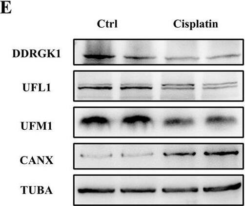Cisplatin negatively regulates ER-phagy, heightening ER stress and apoptosis.A Diagrammatic representation of Cisplatin mice (20 mg/kg) and control mice. The renal function was evaluated by serum creatinine (B) and BUN (C). D Representative histology of HE and PAS staining in the renal cortex. Scale bar: 500 μm and 50 μm. E–I The immunoblot analysis and quantification of DDRGK1, UFL1, UFM1, and CANX in kidney lysates. J TEM images of ER in renal tubular epithelial cell. Red arrows: ER. K–M The immunoblot analysis and quantification of GRP78 and CHOP in kidney lysates. N, O The immunoblot analysis and quantification of BAX in kidney lysates. Data are presented as the mean +/- SEM (n = 5). **p < 0.01 and ***p < 0.001. Image collected and cropped by CiteAb from the following open publication (//pubmed.ncbi.nlm.nih.gov/38233375), licensed under a CC-BY license. Not internally tested by Novus Biologicals.