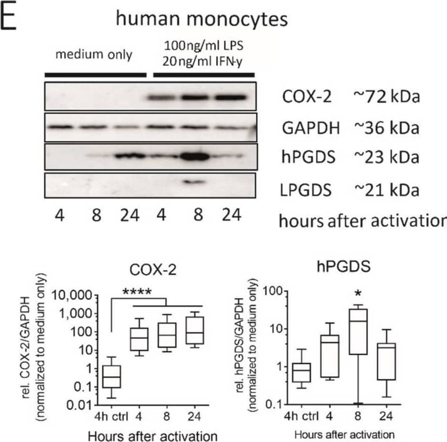 Human monocytes and monocyte-derived macrophages constitutively express hPGDS, which is upregulated in parallel to COX-2 by LPS/IFN-gamma . (A) Peripheral blood monocytes were either directly activated or first differentiated into monocyte-derived macrophages (MDM). hPGDS expression was evaluated by flow cytometry, microscopy or Western blotting at indicated time points. (B) As evaluated by flow cytometry, MDM express higher levels of hPGDS compared to monocytes in PBMC (n = 10). (C) Peripheral blood monocytes and (D) MDM express high basal hPGDS levels as determined by fluorescence microscopy (n = 3 donors, scale bar 50 um). COX-2 and hPGDS densitometric results obtained from (E) monocyte and (F) macrophage lysates by Western blotting were normalized to GAPDH values and subsequently to unstimulated controls (n = 7–8). Two-way ANOVA for repeated measurements with Dunnetts’s post hoc test (log-transformed), * p < 0.05, ** p < 0.01, *** p < 0.001, **** p < 0.0001. Image collected and cropped by CiteAb from the following open publication (//pubmed.ncbi.nlm.nih.gov/34769126), licensed under a CC-BY license. Not internally tested by Novus Biologicals.