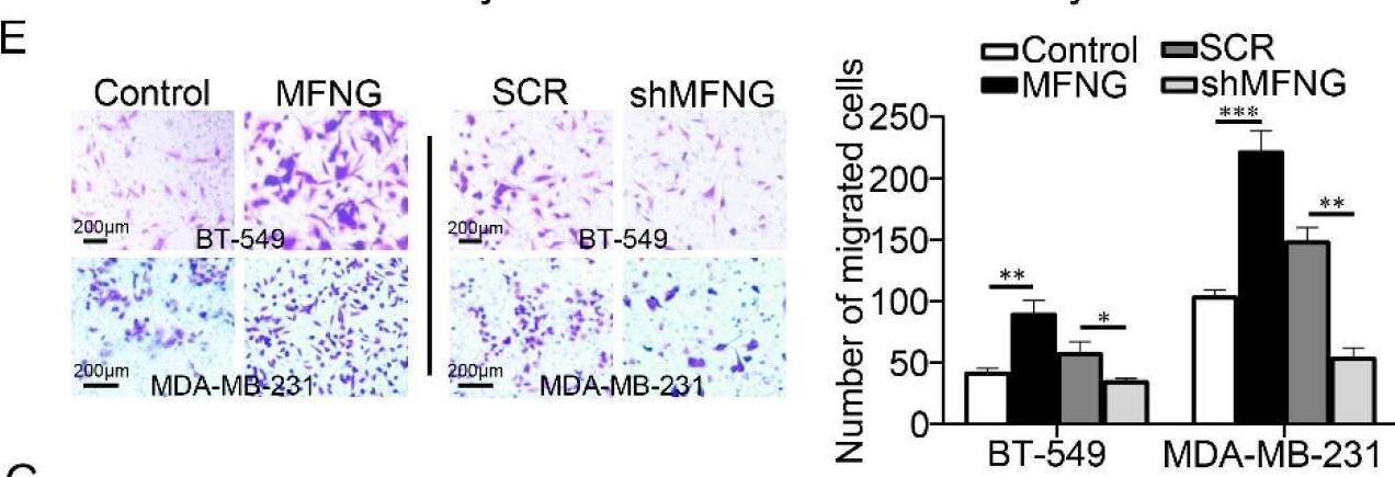 MFNG expression enhanced the cell growth and migration of TNBC cells. MFNG overexpression and knockdown were detected by RT-qPCR (A) and Western blot (B) in TNBC cells, SCR was short for Scramble and GAPDH served as an internal control. (C,D) The effect of MFNG on cell growth was examined in TNBC cells by colony formation and CCK8 assays. (E) The cell migration was assessed by transwell in MFNG-overexpressing or knockdown TNBC cells. (F) Western blot analysis of epithelial–mesenchymal transition (EMT) and growth-related genes in TNBC cells overexpressing MFNG, GAPDH was loaded as an internal control. (G) RT-qPCR analyzed the expression of Notch target genes HES1 and HEY1 in TNBC cells overexpressing MFNG, GAPDH served as an internal control. Data were analyzed using a Student’s t-test. All * p < 0.05, ** p < 0.01, *** p < 0.001. Image collected and cropped by CiteAb from the following open publication (//pubmed.ncbi.nlm.nih.gov/35804829), licensed under a CC-BY license. Not internally tested by Novus Biologicals.